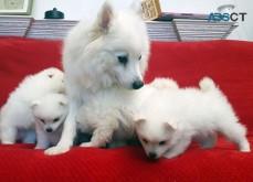 Nice and Healthy Japanese Spitz puppies 