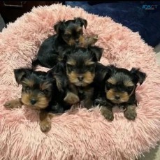 wind lora yorkies ppuppies for adoption