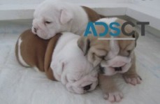 Home Raised English Bulldog Puppies 